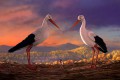 Кадр  1  из Трио в перьях / Richard the Stork