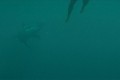 Кадр  5  из Над глубиной: Хроника выживания / Open Water 3 Cage Dive
