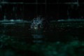 Кадр  3  из Форма воды / The Shape of Water