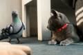 Кадр  1  из Кошки против собак: Месть Китти Галор / Cats & Dogs: Revenge of Kitty