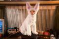 Кадр  3  из Кошки против собак: Месть Китти Галор / Cats & Dogs: Revenge of Kitty