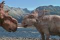 Кадр  5  из Прогулки с динозаврами / Walking with Dinosaurs 3D