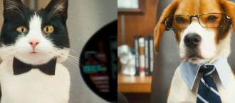 ����� ������ �����: ����� ����� ����� / Cats & Dogs: Revenge of Kitty
