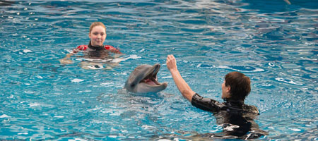 История дельфина 2 / Dolphin Tale 2