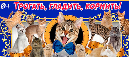 Контактная выставка кошек
