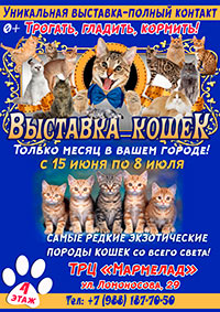 Постер Контактная выставка кошек